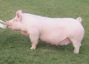 Lahr Showpigs For Sale